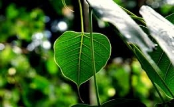 Thanh gươm của vua Dionysius